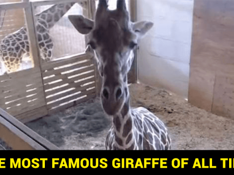 The Most Famous Giraffe of All Time