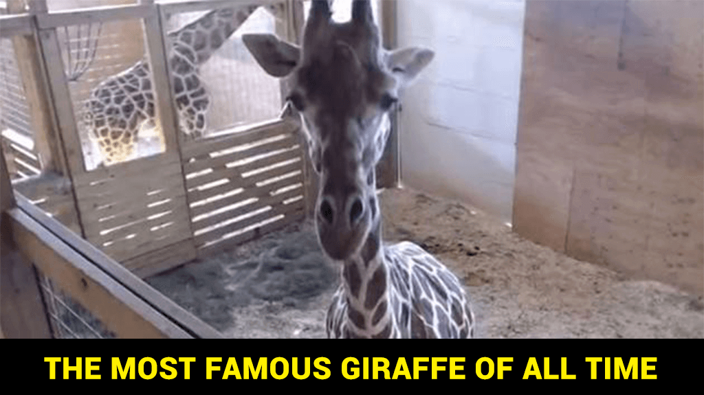 The Most Famous Giraffe of All Time